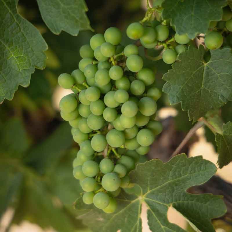 bacco-news-may-2024-harvest